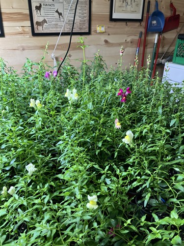 Plants that have been transplanted into larger pots are waiting to go to the greenhouse.