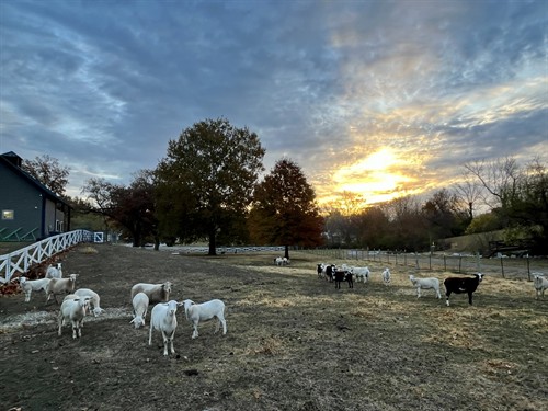 Gallery Image sunsetgoats-scaled_13547381051997242793.jpg.jpeg