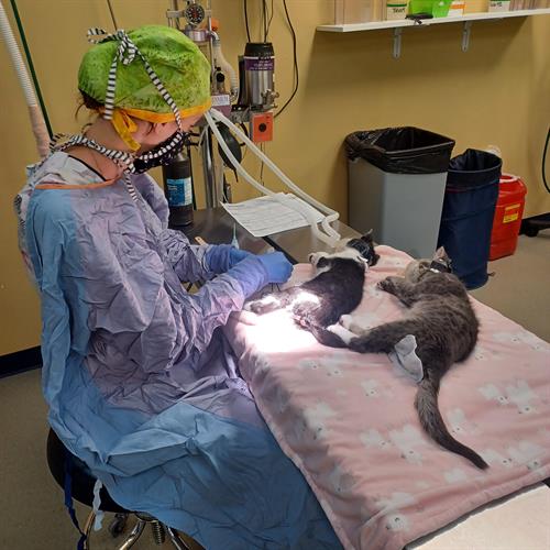 Our Shelter Medicine Veterinarian during a proceedure