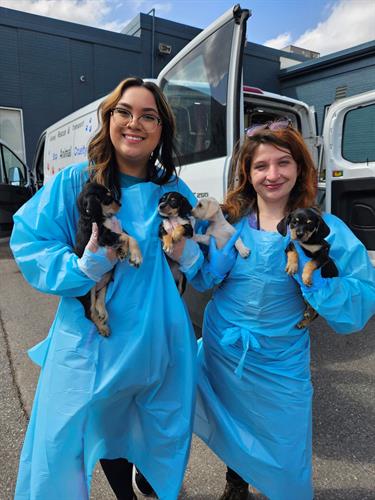 Great Plains SPCA employees in PPE with some puppies