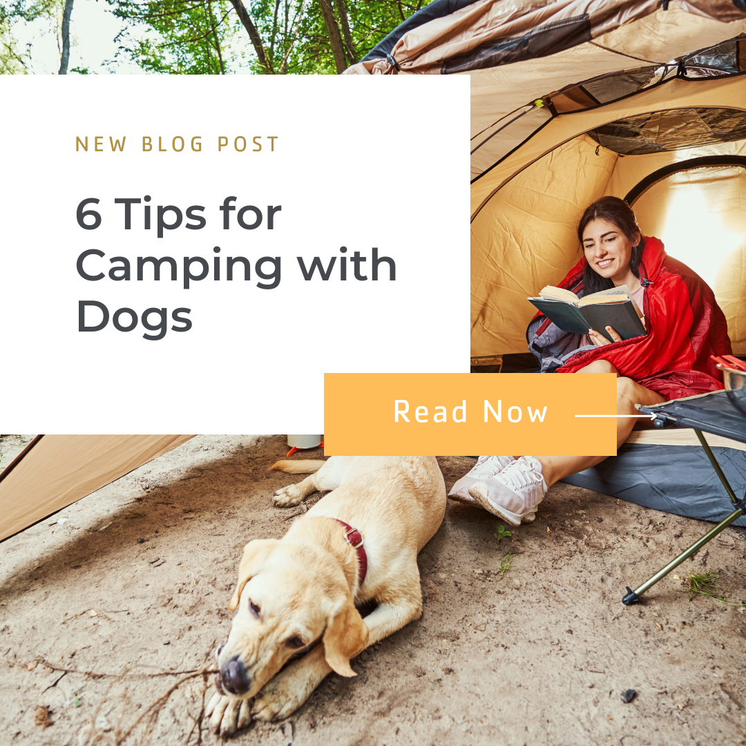 Image for 6 Tips for Camping with Dogs