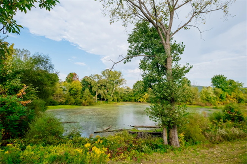 pond pond