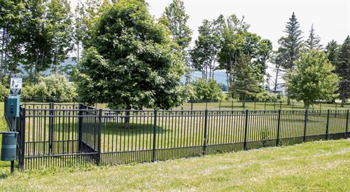 dog park dog park