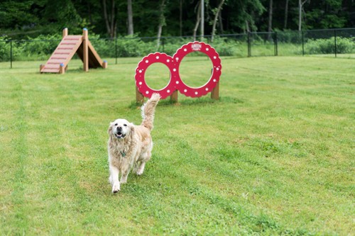 One of Two Dog Parks