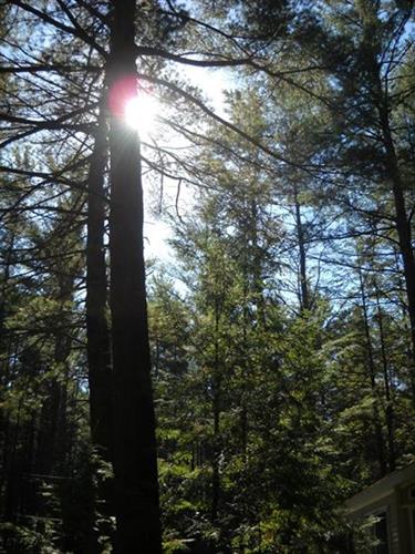 Sunlight through the pines.