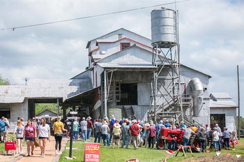 Burton Cotton Gin Festival and waiting for the ginned bales to come out