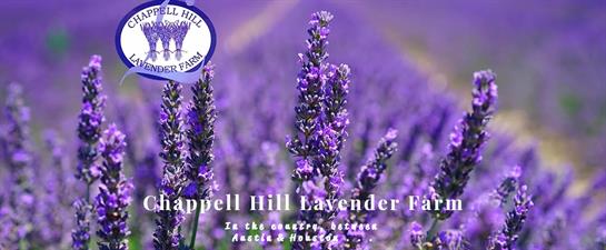 Chappell Hill Lavender Farm Chappell Hill Lavender Farm