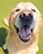 Barking Ranch Pet Resort