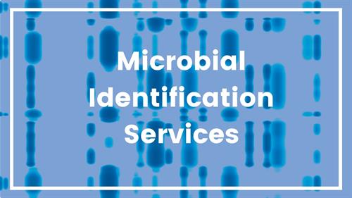 Gallery Image Microbial_Identification_Services_(1).jpg