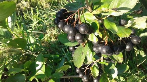 Gallery Image Aronia_berry_picture.jpg