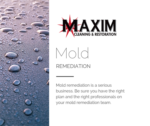 Mold Remediation Mold Remediation