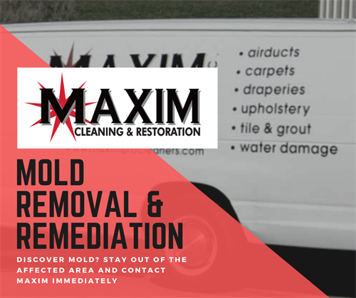 Mold Remediation Mold Remediation