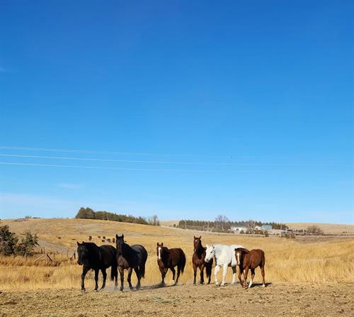 The ranch horses
