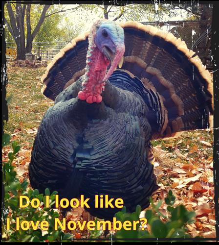 November! November!