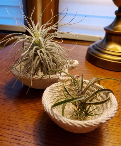 Gallery Image minis_with_air_plants.jpg