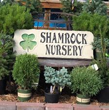 Shamrock Nursery