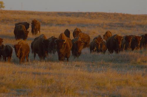 Bison on the Golden Prairie