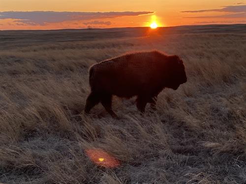 Bison at Sunset