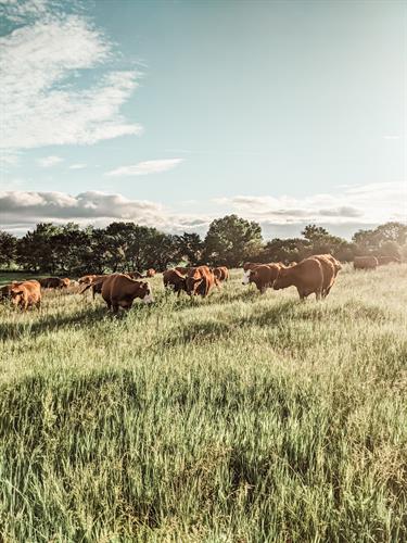 All of our beef is raised right here on our farm in Pleasant Dale.