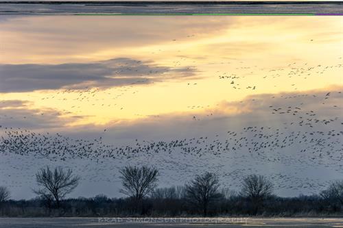 5873x3915 pixels, Actual print will not have watermark. A sedge of Sandhill Cranes viewed from Rowe sanctuary in the Platte River Valley