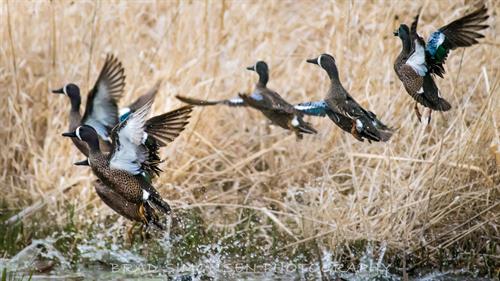 2880x1620 pixels, Actual print will not have watermark. A group of Blue-Winged Teals is startled to flight. Fontenelle Forest Wetlands