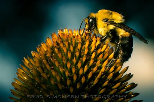 1920x1280 pixels, Actual print will not have watermark. A macro photo of a Bumble Bee pollinating an Echinacea.