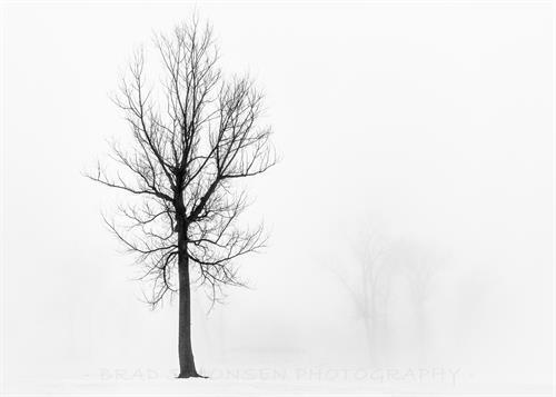 1920x1371 pixels, Actual print will not have watermark. A lone tree in the fog, photographed at Haworth Park Near the Missouri river In Bellevue Nebraska.