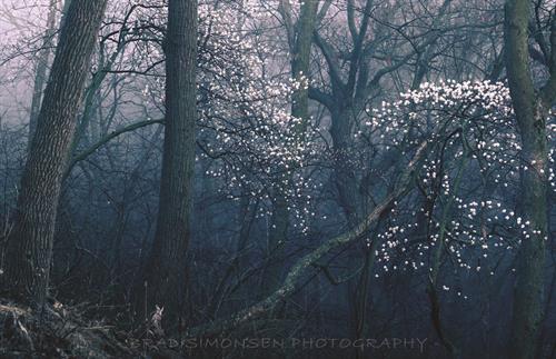 5100x3300 pixels, Actual print will not have watermark. Early signs of spring, the first blooms of the season in Fontenelle Forest on a hazy spring morning.