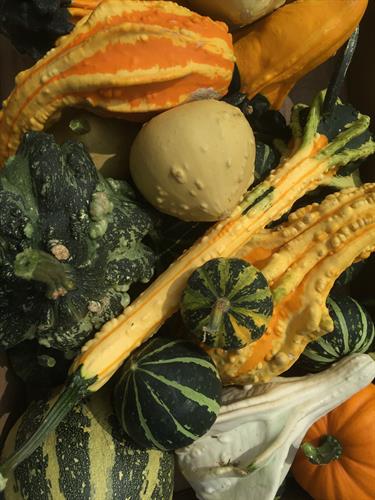 Gourds grown by Freed Produce Farms
