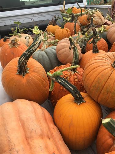Pumpkins by Freed Produce Farms