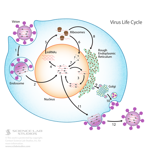 Illustration of a virus life cycle