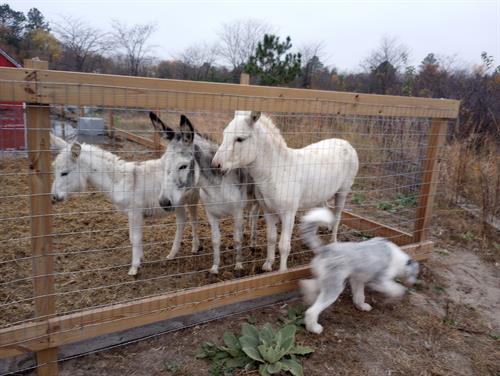 Winter, Shadow, & Ghost