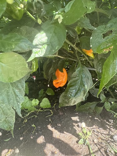 Gallery Image IMG_4769.jpeg