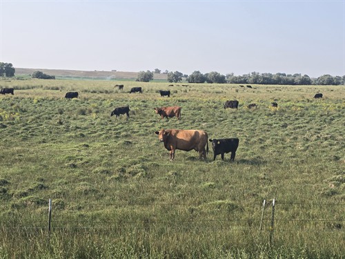 Beef cows out on pasture