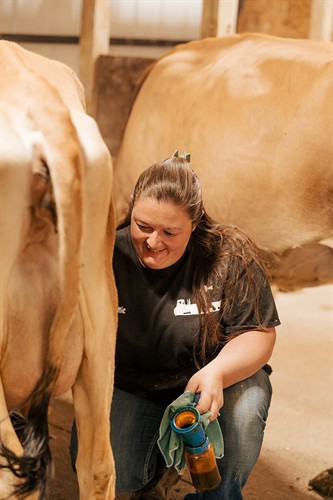 Milking Cows 