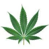 Seminar: Legalization of Marijuana in the Workplace and What Employers Need to Know.