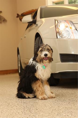 Gallery Image dog-car.jpg