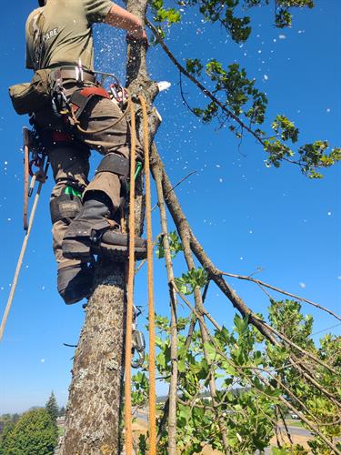 Gallery Image 09272022_Michael_cutting_in_tree.jpg