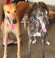 Bay Area Greyhound Adoptions, Inc.