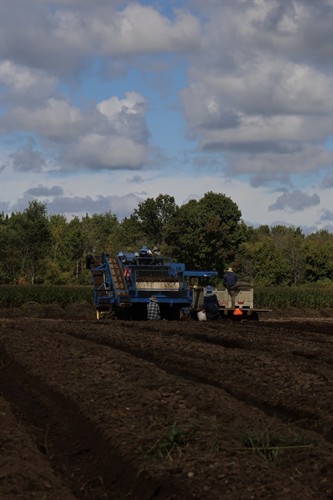 Ginseng Harvest