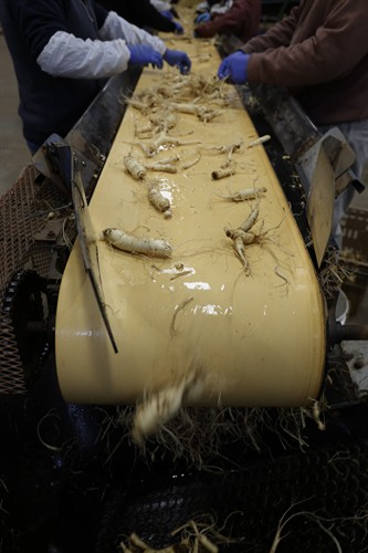 Ginseng Sorting Process