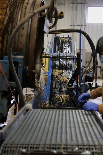 Ginseng Washing Process