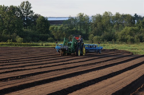 Preparing Ginseng Seeding