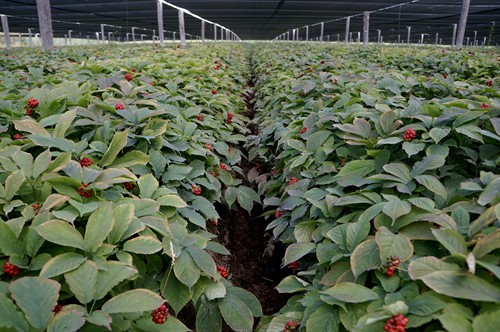 American Ginseng Garden Located in Marathon County