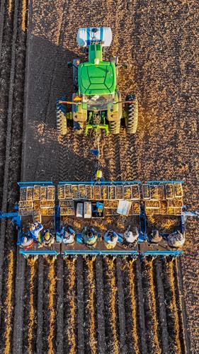 Horseradish Planting