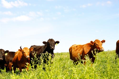 Wisconsin family farms produce high quality 100% Grass-fed Beef!
