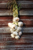 Shown here is one of our garlic braids made from the variety of Kettle River Giant.