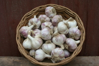 Spanish Roja variety garlic grown here at Copper Kettle Farm. A customer favorite.