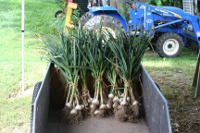 Garlic harvest time in July, and available for market in mid-August.