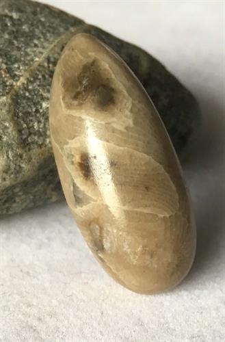 Petoskey Stone Cabochon